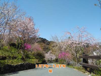 牧野公園ガイドツアー 2時間コース 牧野富太郎ゆかりの植物 説明 10名以下 プライベートツアー案内チケット 山野草 植物 草木 コケオ