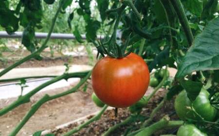 ≪2026年1月頃～発送≫ 織田トマト フルーツトマト 約1kg 高知 真っ赤なフルーツ太陽　＜毎年1月頃～５月頃まで発送＞