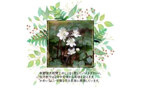 ＜令和8年2月末まで受付け！＞ クッキー缶（12×12cm）1缶 バイカオウレン アイシングクッキー glen（グレン）発酵バター 国産小麦使用 厳選素材【2026年１月～発送】