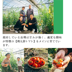 【2025年12月下旬～順次発送】＜訳あり フルーツトマト 原田農園 約1.8kg 箱入＞ 桃太郎 家庭用 ワケあり 変形 キズあり 高知県 佐川町　