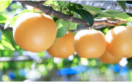 （全2回）佐川町産フルーツ 定期便 　いちご 梨