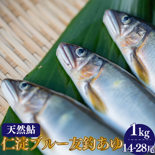 【14-28尾】有名料亭も絶賛！鮎屋仁淀川の仁淀ブルー友釣り天然鮎1000g【2025年6月アユ漁解禁後発送】