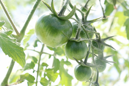 【2025年12月～発送】高糖度ミニトマト＜約1kg＞ 秀品  フルティカ【化粧箱入／プレゼント・ギフト・贈答用に】小分けパック アイメック☆ ましまファーム フルーツトマト