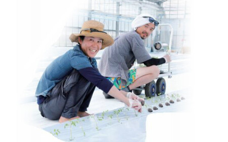 【2025年12月～発送】高糖度ミニトマト＜約1kg＞ 秀品  フルティカ【化粧箱入／プレゼント・ギフト・贈答用に】小分けパック アイメック☆ ましまファーム フルーツトマト