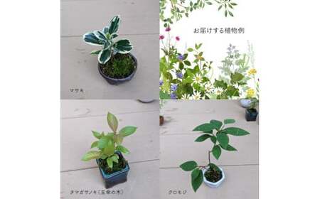 【お任せ3種】ミニ観葉植物　盆栽小鉢 テーブルプランツ 小さい プラントポット お花 緑 グリーン オシャレ 屋内 室内 癒やし