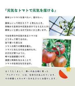 ＜2026年1月～5月頃まで発送＞アルテトマト 約1.6kg（20-35玉）フルーツトマト 高知県 佐川町 トマトハウスナカムラ 野菜 贈答用 【常温】リピーター多数 高糖度 ギフト 栽培期間中化学農薬不使用 有機JAS 　