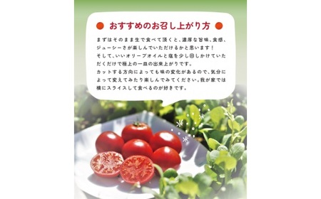 ＜2026年1月～5月頃まで発送＞アルテトマト 約1.6kg（20-35玉）フルーツトマト 高知県 佐川町 トマトハウスナカムラ 野菜 贈答用 【常温】リピーター多数 高糖度 ギフト 栽培期間中化学農薬不使用 有機JAS 　