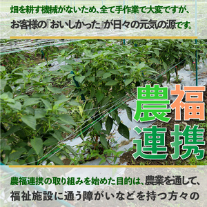 【ふるさと納税】【2026年5月下旬以降発送】＜ピーマン＞1kg さらら 高知 野菜 夏 苦みが少ない 佐川町産【冷蔵】