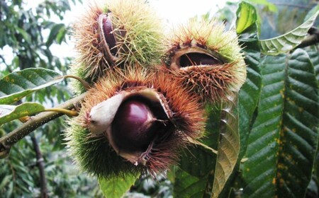 【ふるさと納税】＜まるっこ栗 秀品 夢甘栗 （約1kg）＞生栗 くり 和栗 国産 クリ【冷蔵】先行受付 おすすめ 旬 高知県 佐川町 仁淀川流域夢甘栗生産者組合 くり蔵 1つのイガに1粒のみ 希少　＜2026年10月中旬以降（予定）発送＞