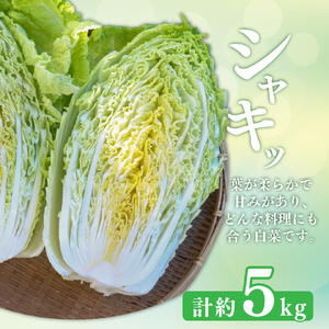 【ふるさと納税】事前予約受付中 ＜佐川町産 白菜 2～３株（約5kg）＞ 高知 新鮮 野菜 お鍋用 シチュー用 【常温】＜2026年12月以降お届け＞