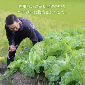 【ふるさと納税】事前予約受付中 ＜佐川町産 白菜 2～３株（約5kg）＞ 高知 新鮮 野菜 お鍋用 シチュー用 【常温】＜2026年12月以降お届け＞
