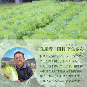 【ふるさと納税】事前予約受付中 ＜佐川町産 白菜 2～３株（約5kg）＞ 高知 新鮮 野菜 お鍋用 シチュー用 【常温】＜2026年12月以降お届け＞