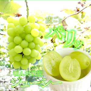 【ふるさと納税】先行予約<シャインマスカット> ぶどう grape fruit フレッシュ 旬 果物 くだもの 高知県 佐川町産【冷蔵】<2026年8月下旬以降に発送>