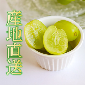 【ふるさと納税】先行予約<シャインマスカット> ぶどう grape fruit フレッシュ 旬 果物 くだもの 高知県 佐川町産【冷蔵】<2026年8月下旬以降に発送>