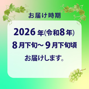 【ふるさと納税】先行予約<シャインマスカット> ぶどう grape fruit フレッシュ 旬 果物 くだもの 高知県 佐川町産【冷蔵】<2026年8月下旬以降に発送>