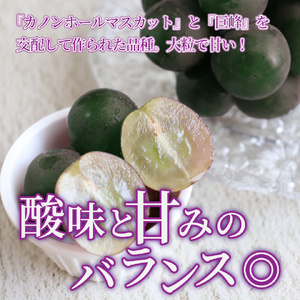 【ふるさと納税】先行予約＜ピオーネ＞ ぶどう grape fruit フレッシュ 旬 果物 くだもの 高知県 佐川町産【冷蔵】＜2026年8月上旬以降に発送＞