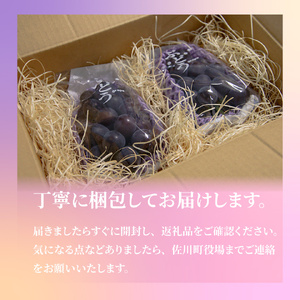 【ふるさと納税】先行予約＜ピオーネ＞ ぶどう grape fruit フレッシュ 旬 果物 くだもの 高知県 佐川町産【冷蔵】＜2026年8月上旬以降に発送＞