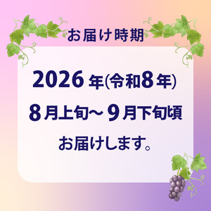 【ふるさと納税】先行予約＜ピオーネ＞ ぶどう grape fruit フレッシュ 旬 果物 くだもの 高知県 佐川町産【冷蔵】＜2026年8月上旬以降に発送＞