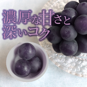 【ふるさと納税】先行予約<藤稔> ぶどう grape fruit フレッシュ 旬 果物 くだもの 高知県 佐川町産【冷蔵】<2026年8月上旬以降に発送>