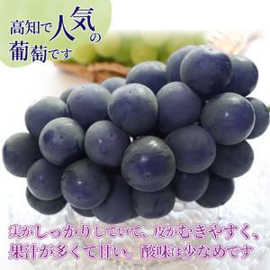 【ふるさと納税】先行予約<藤稔> ぶどう grape fruit フレッシュ 旬 果物 くだもの 高知県 佐川町産【冷蔵】<2026年8月上旬以降に発送>