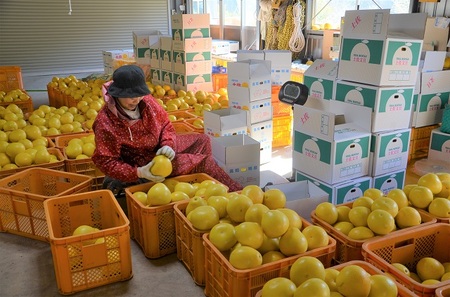 【先行予約受付中 2026年発送】森下さん家の土佐文旦(約10kg/16～23玉) 　フルーツ 果物 新鮮 産直 柑橘