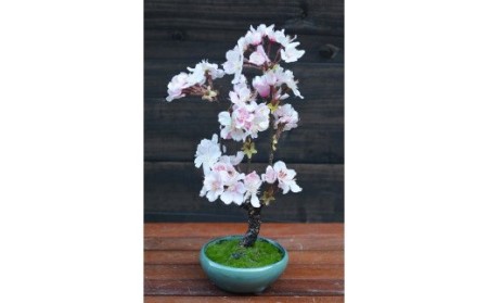 桜盆栽（造花）GF-007