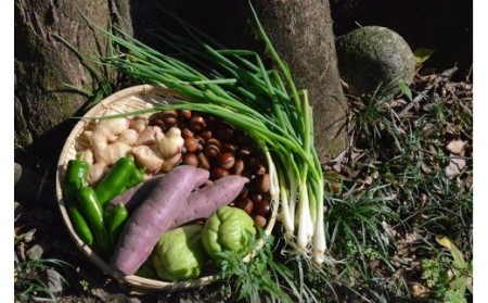 越知産市の季節の野菜セット(年1回発送)　産地直送　旬野菜