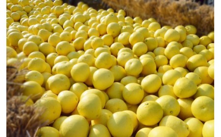 【2026年発送】土佐文旦(約5kg/8~12玉) フルーツ 果物 新鮮 産直