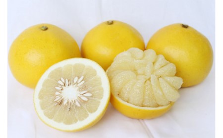 【2026年発送】土佐文旦(約5kg/8~12玉) フルーツ 果物 新鮮 産直