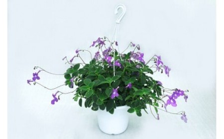 お楽しみ季節の鉢植え(小)