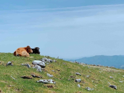四国カルスト高原で育ったゆすはら牛 ローストビーフ用 300g 牛肉 和牛 黒毛 モモ肉 もも肉 オレイン酸 高知県産