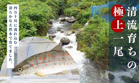 四万十川源流域の清流で育ったゆすはらアメゴ（３匹入り）　アメゴ アマゴ 四万十川 清流 手作業 急速冷凍 川魚 養殖 新鮮 塩焼き　ICT デジタル化