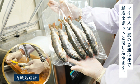 四万十川源流域の清流で育ったゆすはらアメゴ（３匹入り）　アメゴ アマゴ 四万十川 清流 手作業 急速冷凍 川魚 養殖 新鮮 塩焼き　ICT デジタル化