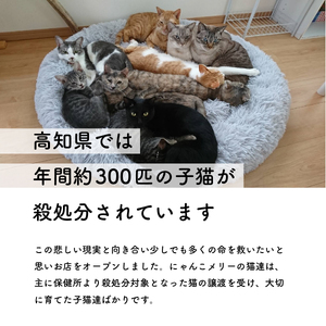 【お礼の品なし】里親募集型 保護猫カフェの支援（動物愛護） 保護ねこ 保護猫 支援 里親 寄付 にゃんこメリー 保護猫活動 応援