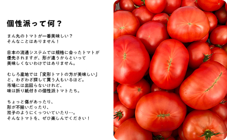 【先行予約・2025年12月】産地直送 個性派 フルーツトマト 1kg　日高みよし農園 大玉トマト 個性派トマト 新鮮トマト 1キロ