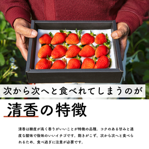 【先行予約・2026年2月】数量限定 いちご 清香 1箱（約450g） 希少品種 限定品 苺 産地直送 農家直送 甘い 大きい 果物 いちご 苺 イチゴ いちご