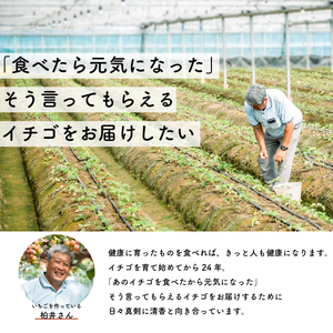 【先行予約・2026年2月】数量限定 いちご 清香 1箱（約450g） 希少品種 限定品 苺 産地直送 農家直送 甘い 大きい 果物 いちご 苺 イチゴ いちご