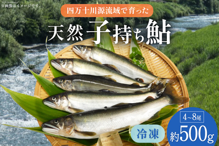 四万十川源流域 冷凍 子持ち鮎 約500g(4～8尾) [株式会社満天の星 高知県 津野町 26ac0001] あゆ アユ 魚 川魚 塩焼き 天然 個包装