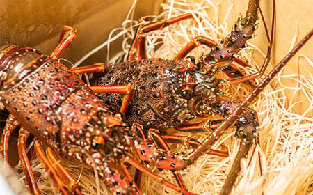 漁港直送!四万十町産の特大天然伊勢海老 1匹(700g)/Dns-14 海鮮 魚介類 伊勢海老