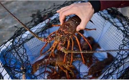 漁港直送!四万十町産の特大天然伊勢海老 1匹(700g)/Dns-14 海鮮 魚介類 伊勢海老