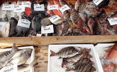 漁港直送!四万十町産の特大天然伊勢海老 1匹(700g)/Dns-14 海鮮 魚介類 伊勢海老