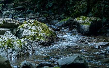 焼くだけ簡単！無投薬で四万十育ちのあめごの開き　大サイズ8匹 Eay-06 おつまみ バーベキュー BBQ アウトドア アメゴ 魚 魚介 川魚 塩焼き あまご 開き 干物 干物 干物 干物 干物 干物