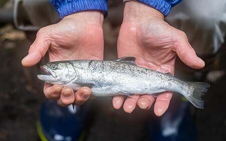 焼くだけ簡単！無投薬で四万十育ちのあめごの開き　大サイズ8匹 Eay-06 おつまみ バーベキュー BBQ アウトドア アメゴ 魚 魚介 川魚 塩焼き あまご 開き 干物 干物 干物 干物 干物 干物