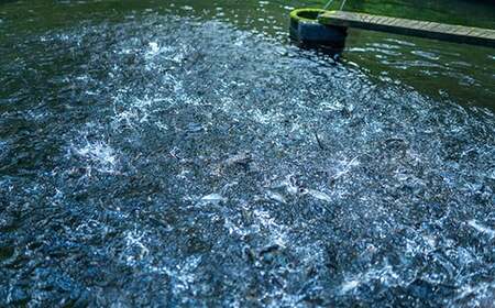 焼くだけ簡単！無投薬で四万十育ちのあめごの開き　大サイズ8匹 Eay-06 おつまみ バーベキュー BBQ アウトドア アメゴ 魚 魚介 川魚 塩焼き あまご 開き 干物 干物 干物 干物 干物 干物