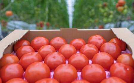 赤さがリコピン満載の証！四万十産トマト「深紅」4kg（1箱24～55玉）／Fbg-006