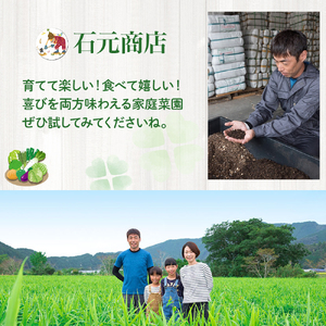 ベランダでも育てられるサラダほうれん草栽培キット　Fis-A06 趣味 ガーデニング 家庭菜園 園芸 ベランダ菜園 プランター 種 種子 プロ仕様の肥料 培養土 サラダに 苗 植物 家庭菜園 花壇 プランター ガーデニング