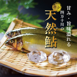 四万十川上流の天然鮎　冷凍　火振り漁鮎（4～14尾）【着日指定不可】／Esj-12k