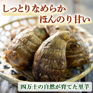 四万十町産 土付き さといも 2.5kg /Fiz-A03 里芋 野菜