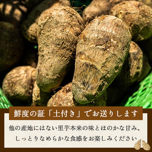 四万十町産 土付き さといも 2.5kg /Fiz-A03 里芋 野菜