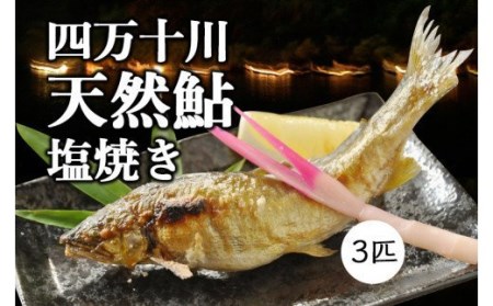 職人が丁寧に炭火焼！四万十川の「天然鮎の塩焼き」3匹／Qdr-151